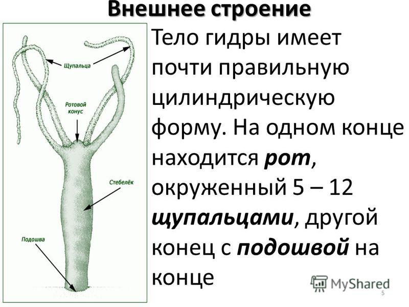 Кракен браузер ссылка